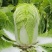 山东原产地黄心大白菜大量现货