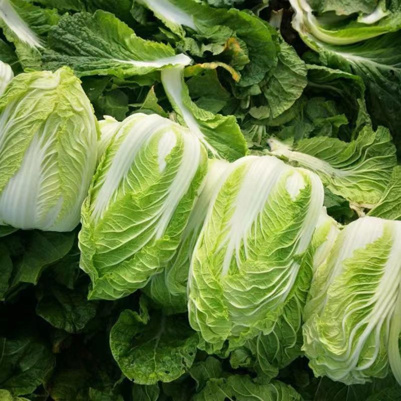 山东原产地黄心大白菜大量现货