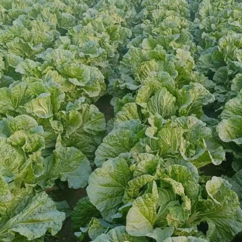 山东原产地黄心大白菜大量现货