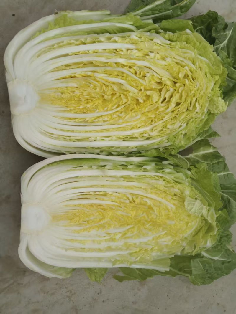 山东原产地黄心大白菜大量现货