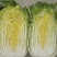 山东原产地黄心大白菜大量现货