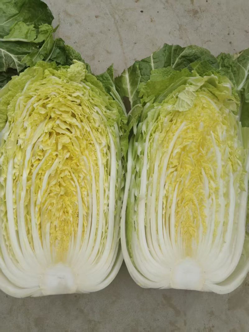 山东原产地黄心大白菜大量现货