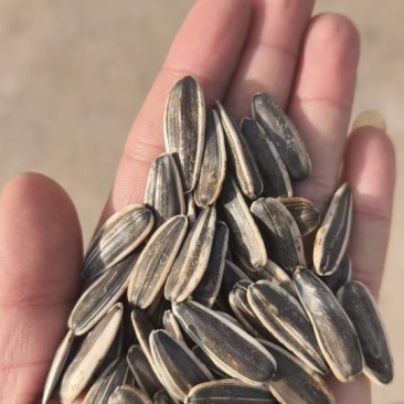 磴口361瓜子大料千粒190左右，小料千粒300左右