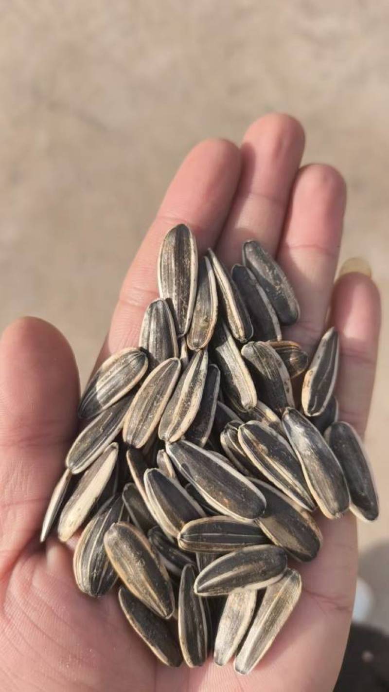 磴口361瓜子大料千粒190左右，小料千粒300左右
