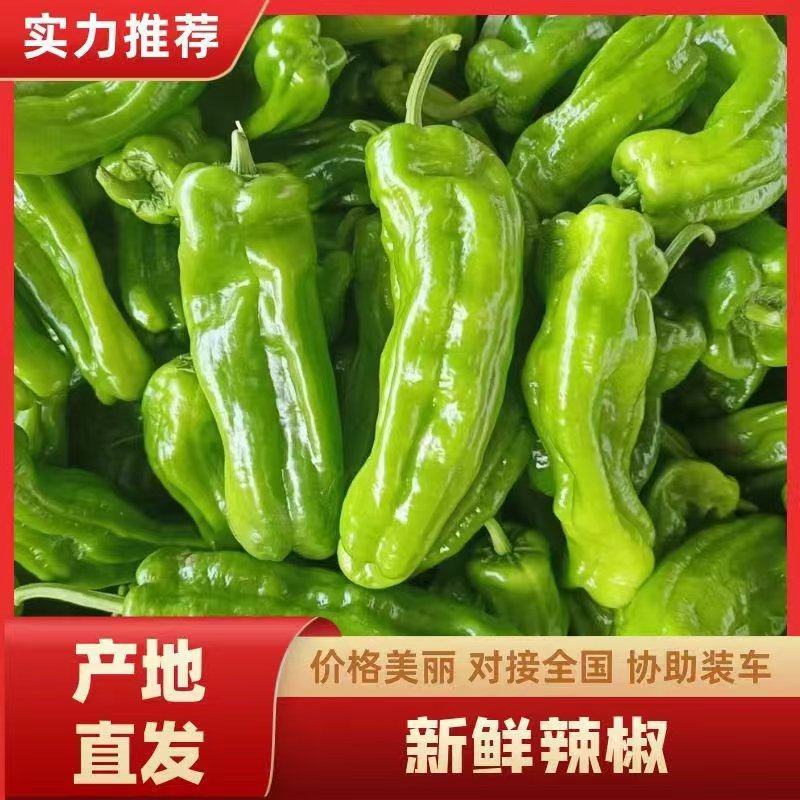 山东芜湖椒大量供应中对接市场档口商超一条龙服务欢迎来电