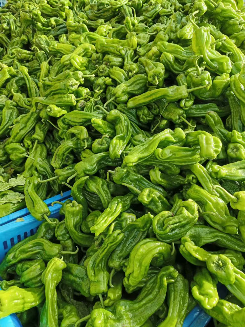 山东芜湖椒大量供应中对接市场档口商超一条龙服务欢迎来电