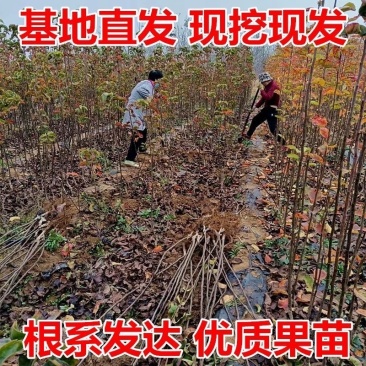 山东临沂水果苗/梨树苗/秋月梨树苗/量大价优/包成活
