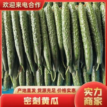 蜜刺黄瓜大量供应中对接市场档口商超一条龙服务欢迎来电咨询