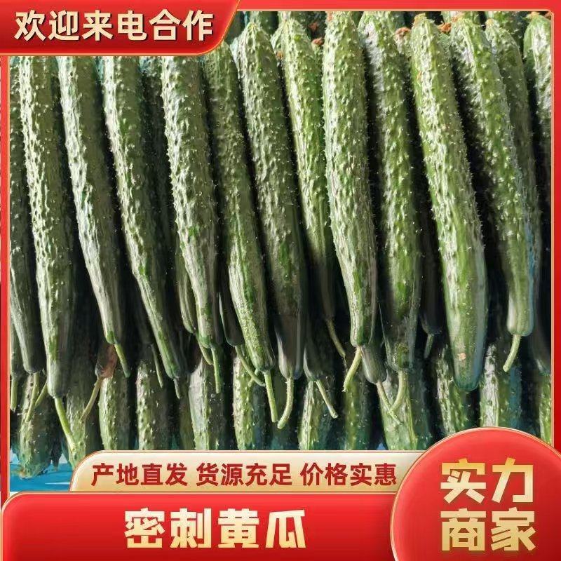 蜜刺黄瓜大量供应中对接市场档口商超一条龙服务欢迎来电咨询
