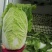 黄心白菜大量上市了对接市场商超量大从优规格齐全欢迎来电