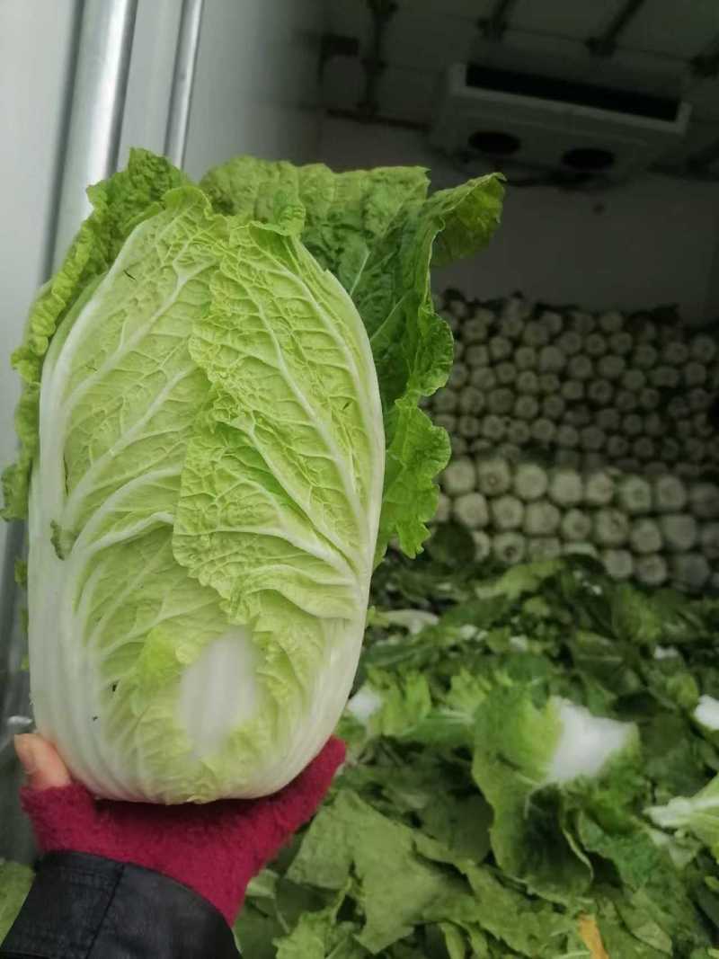 黄心白菜大量上市了对接市场商超量大从优规格齐全欢迎来电