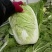 黄心白菜大量上市了对接市场商超量大从优规格齐全欢迎来电