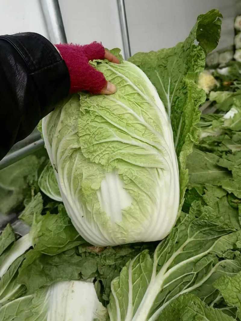 黄心白菜大量上市了对接市场商超量大从优规格齐全欢迎来电