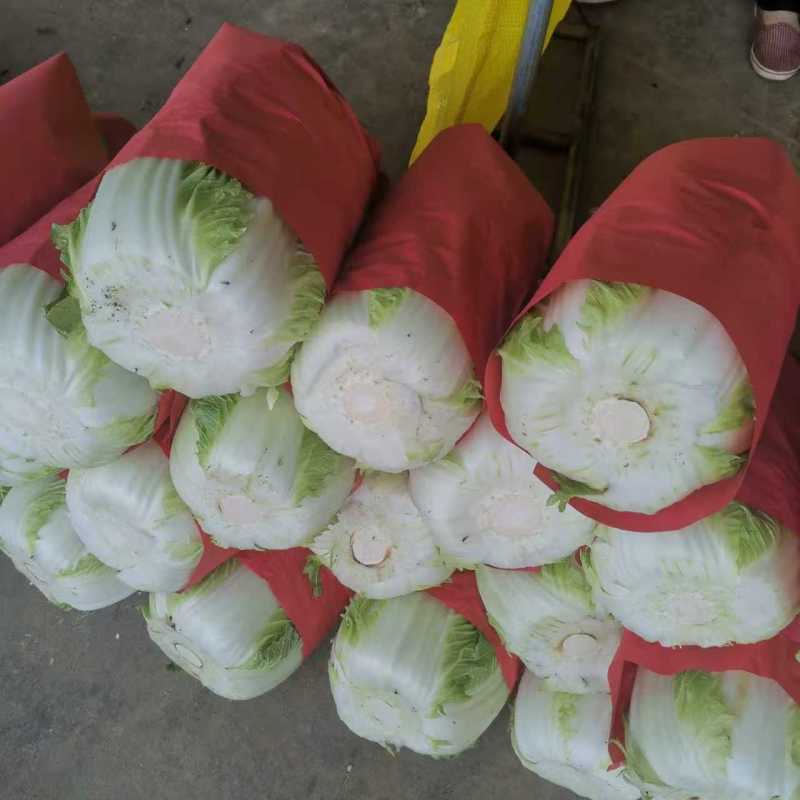 黄心白菜大量上市了对接市场商超量大从优规格齐全欢迎来电