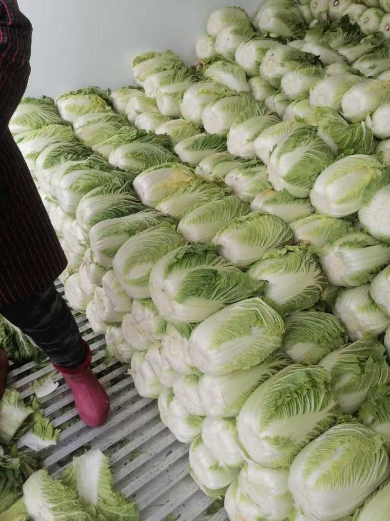 黄心白菜大量上市了对接市场商超量大从优规格齐全欢迎来电