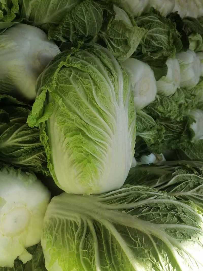 黄心白菜大量上市了对接市场商超量大从优规格齐全欢迎来电