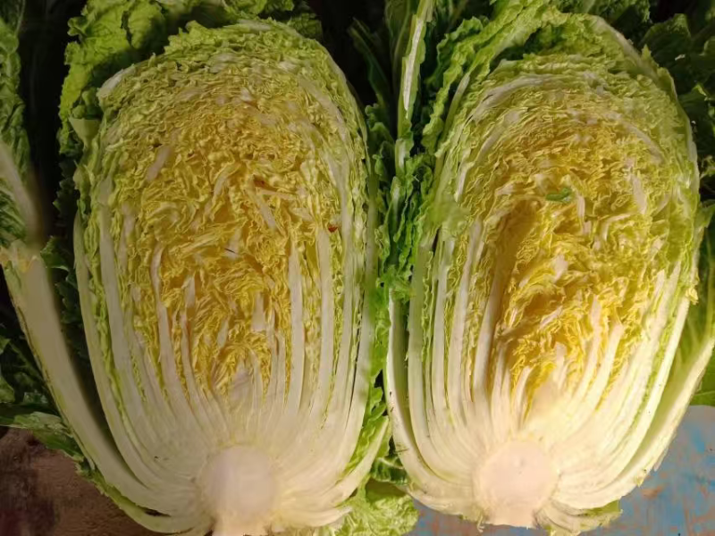 黄心白菜大量上市了对接市场商超量大从优规格齐全欢迎来电