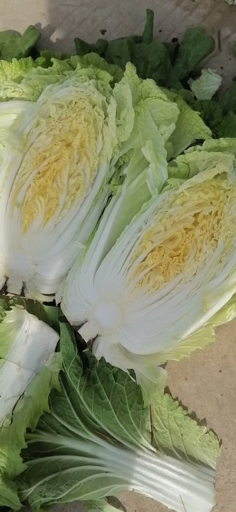 黄心白菜大量上市了对接市场商超量大从优规格齐全欢迎来电