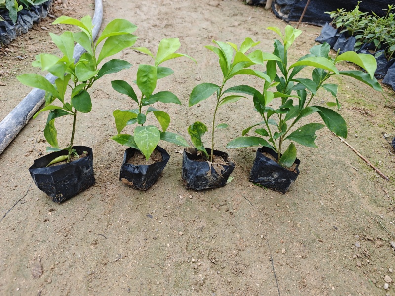 双色茉莉小袋苗杯苗福建苗木基地批发