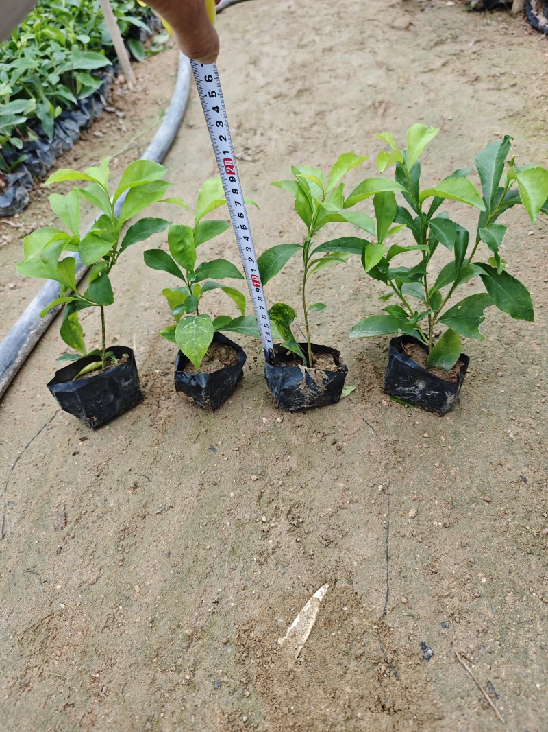 双色茉莉小袋苗杯苗福建苗木基地批发