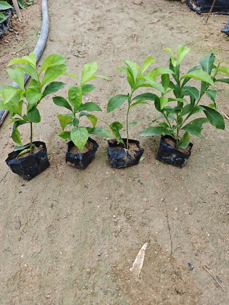 双色茉莉小袋苗杯苗福建苗木基地批发