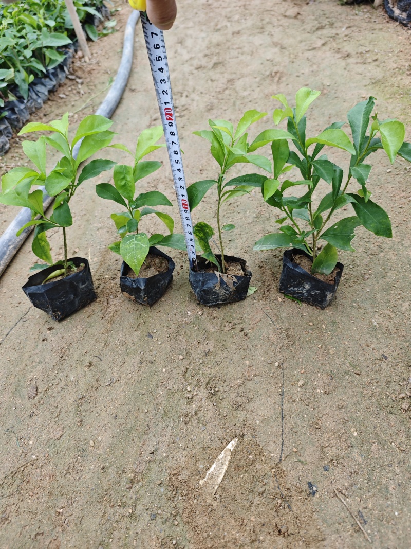 双色茉莉小袋苗杯苗福建苗木基地批发