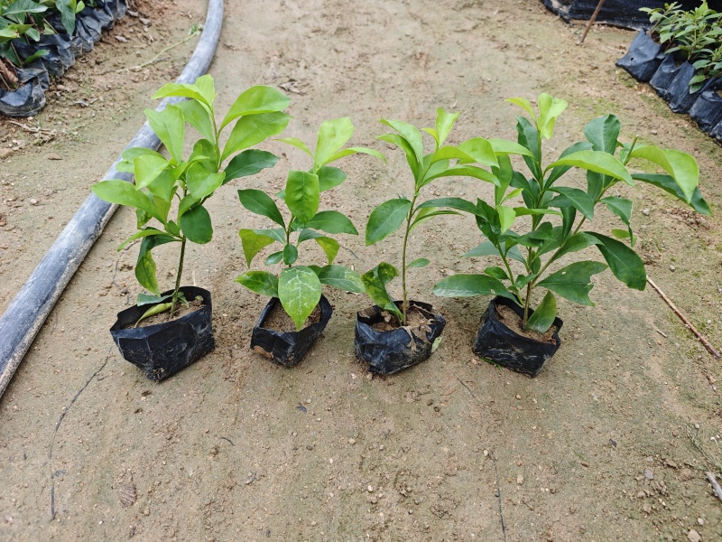 双色茉莉小袋苗杯苗福建苗木基地批发