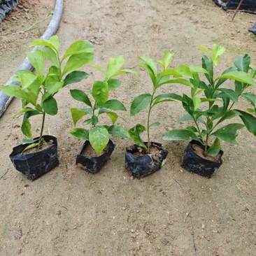 双色茉莉小袋苗杯苗福建苗木基地批发