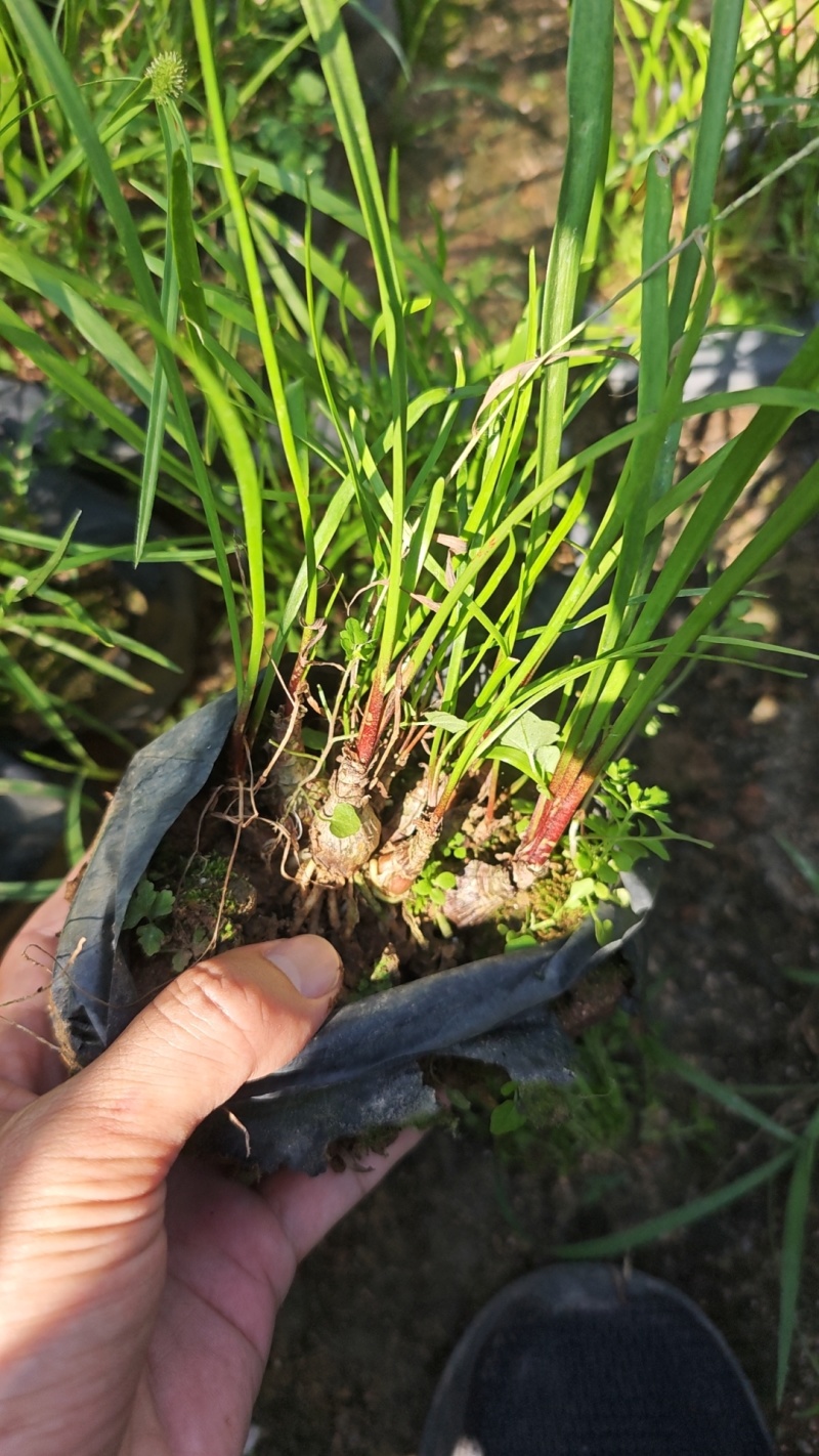 垂筒花袋苗杯苗福建花卉基地