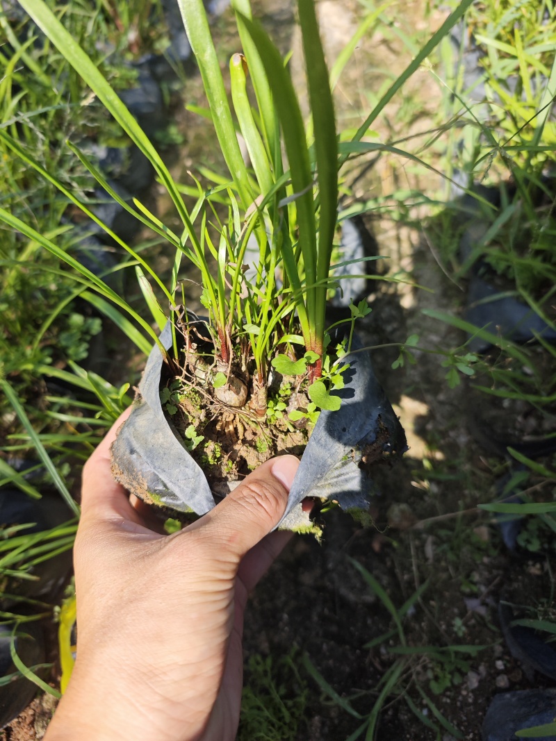 垂筒花袋苗杯苗福建花卉基地