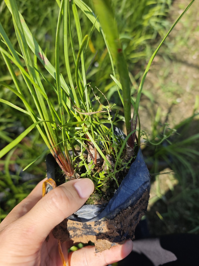 垂筒花袋苗杯苗福建花卉基地