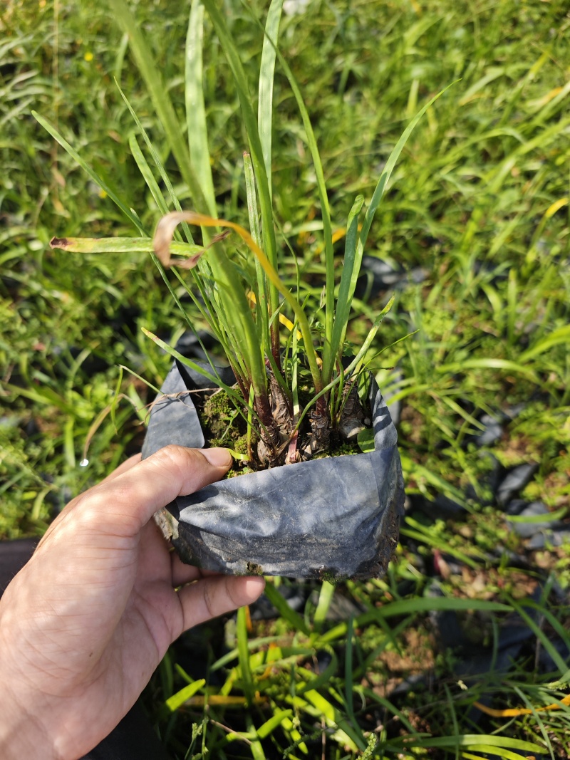 垂筒花袋苗杯苗福建花卉基地