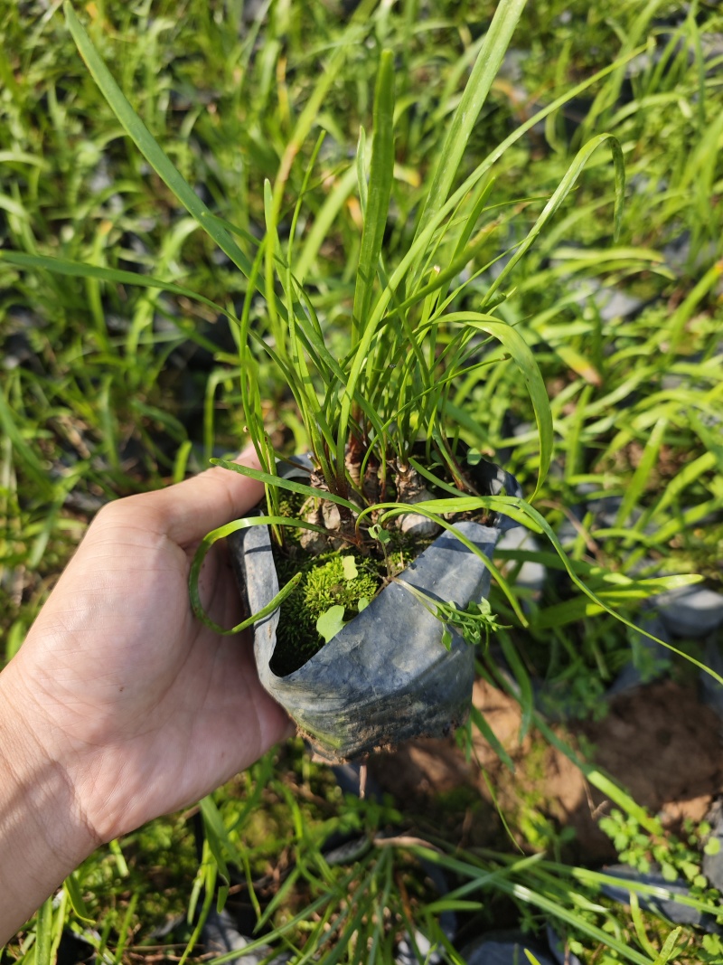 垂筒花袋苗杯苗福建花卉基地