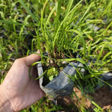 垂筒花袋苗杯苗福建花卉基地