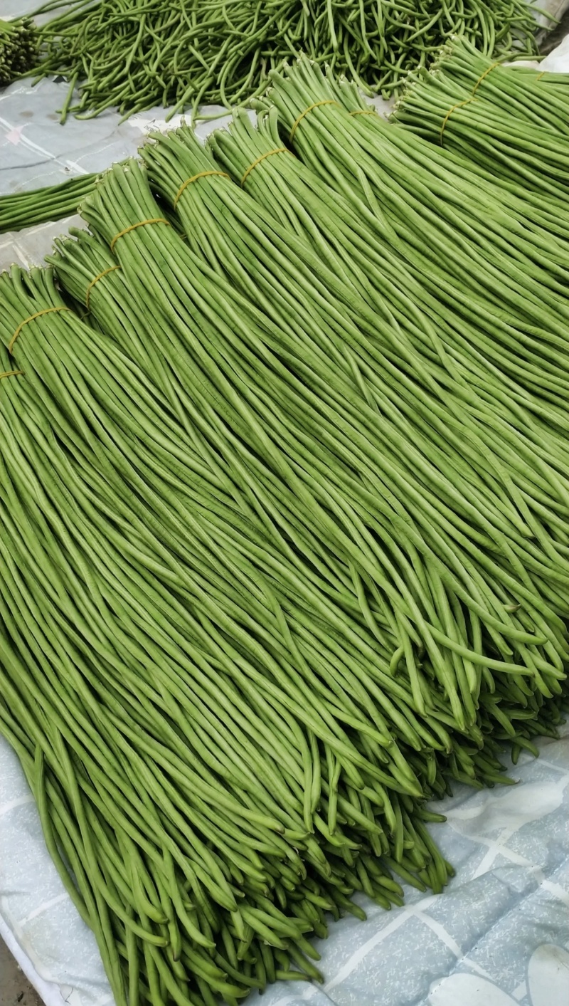 海南豆角