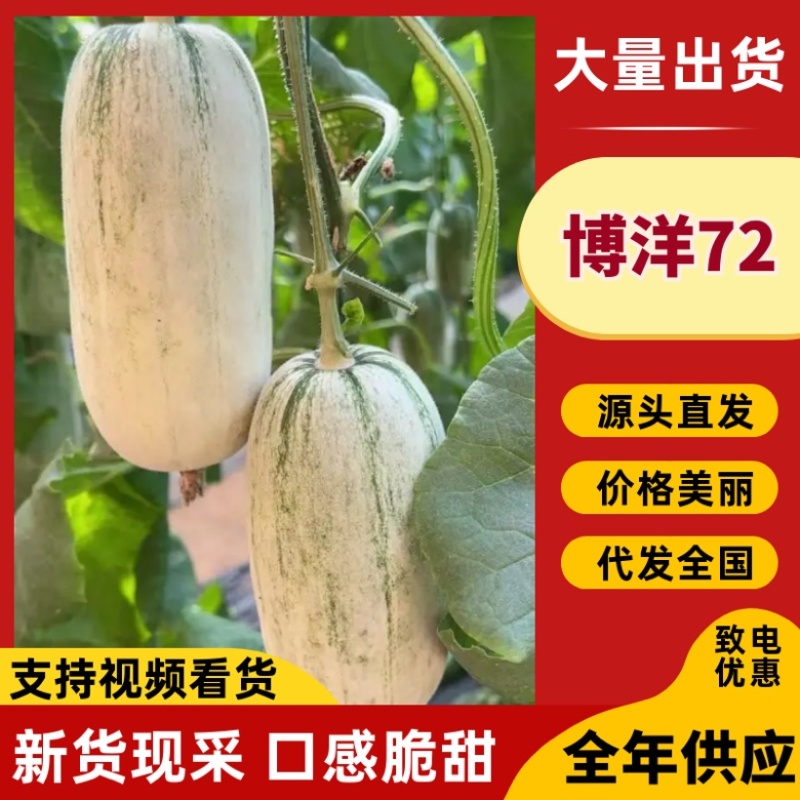 蜜源18博洋72凯蜜88大量发货产地