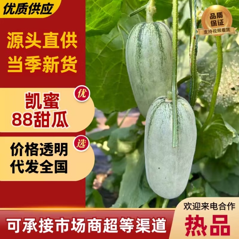 蜜源18博洋72凯蜜88大量发货产地