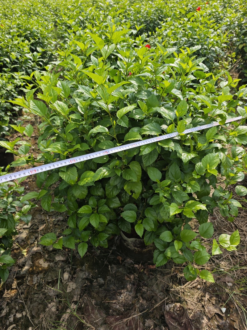 扶桑球高度1米福建苗圃基地