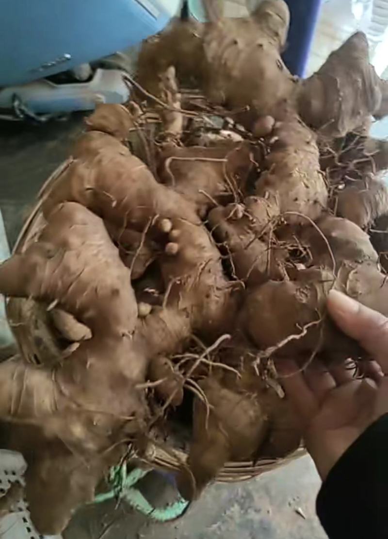 四川多花不倒苗黄精