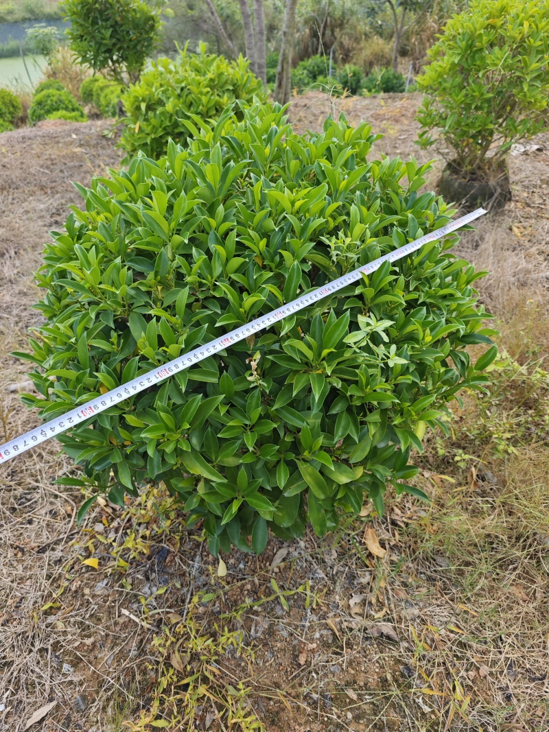 非洲茉莉球1米到1.2米球福建灌木基地批发