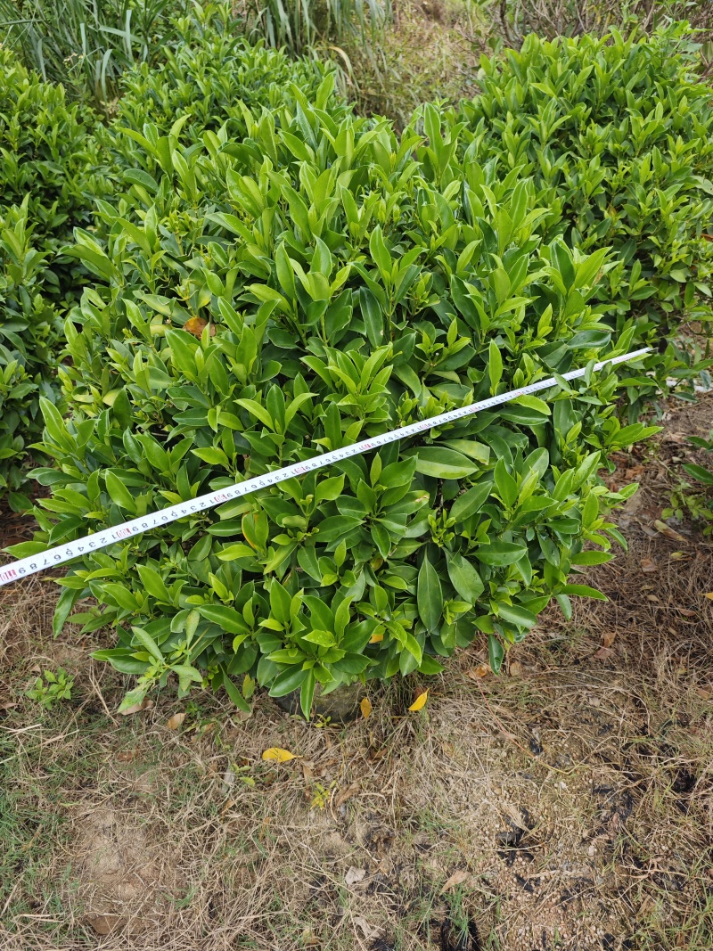 非洲茉莉球1米到1.2米球福建灌木基地批发