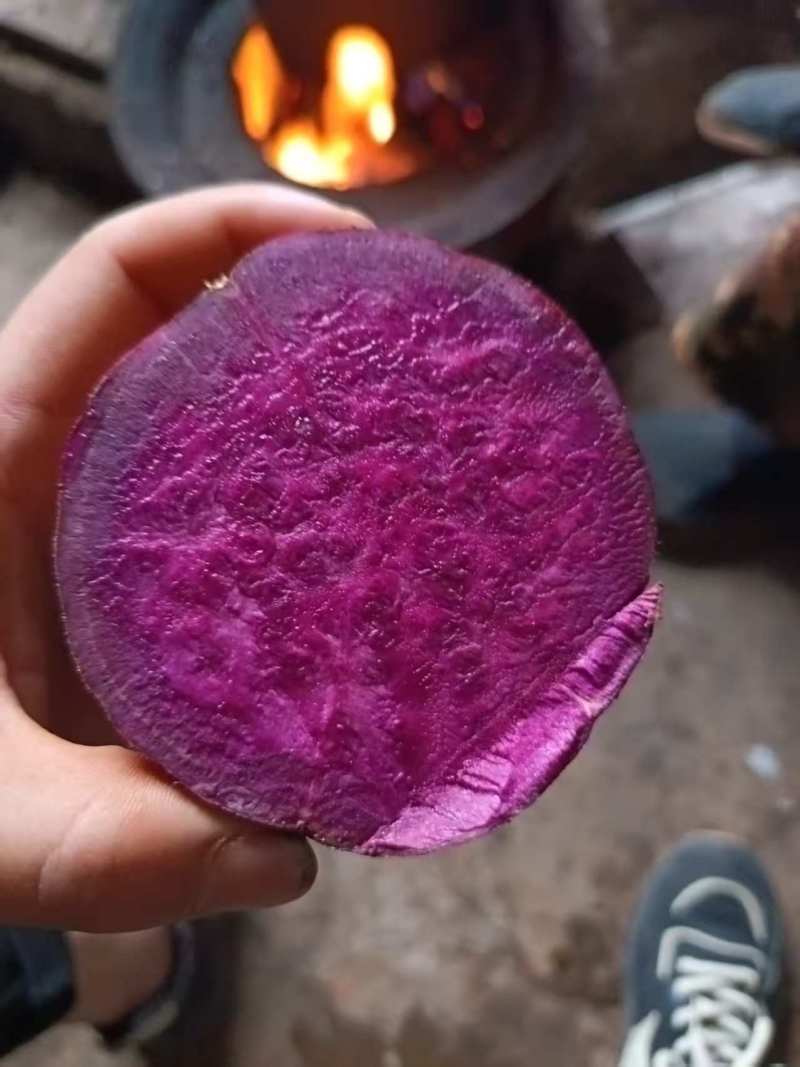 紫薯/紫美人/云南文山文山市紫薯基地供货/对接全国采购商