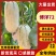 蜜源18博洋72凯蜜88大量发货产地