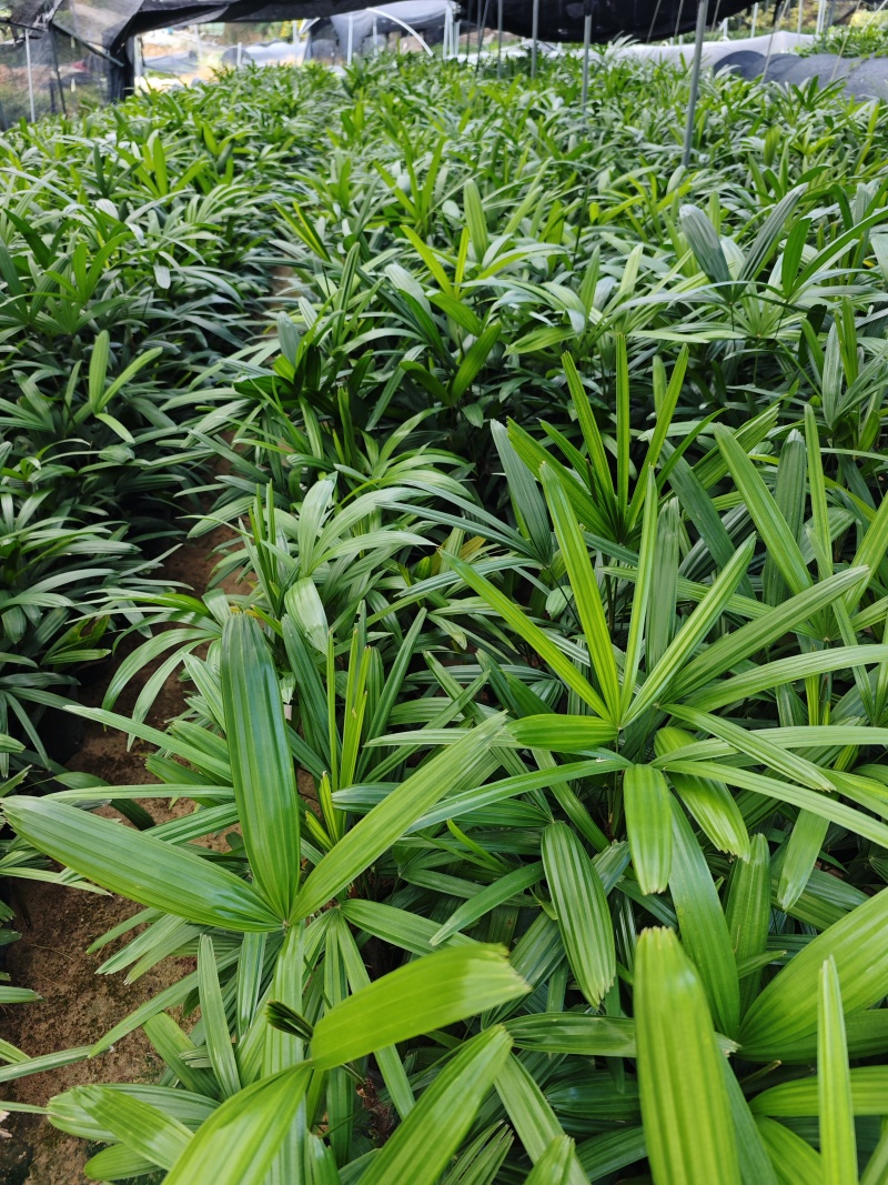 粽竹袋苗杯苗高度25到30厘米左右基地现货