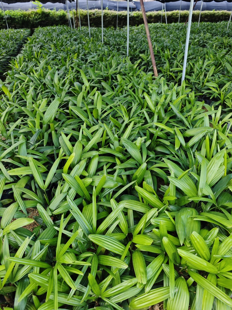 粽竹袋苗杯苗高度25到30厘米左右基地现货