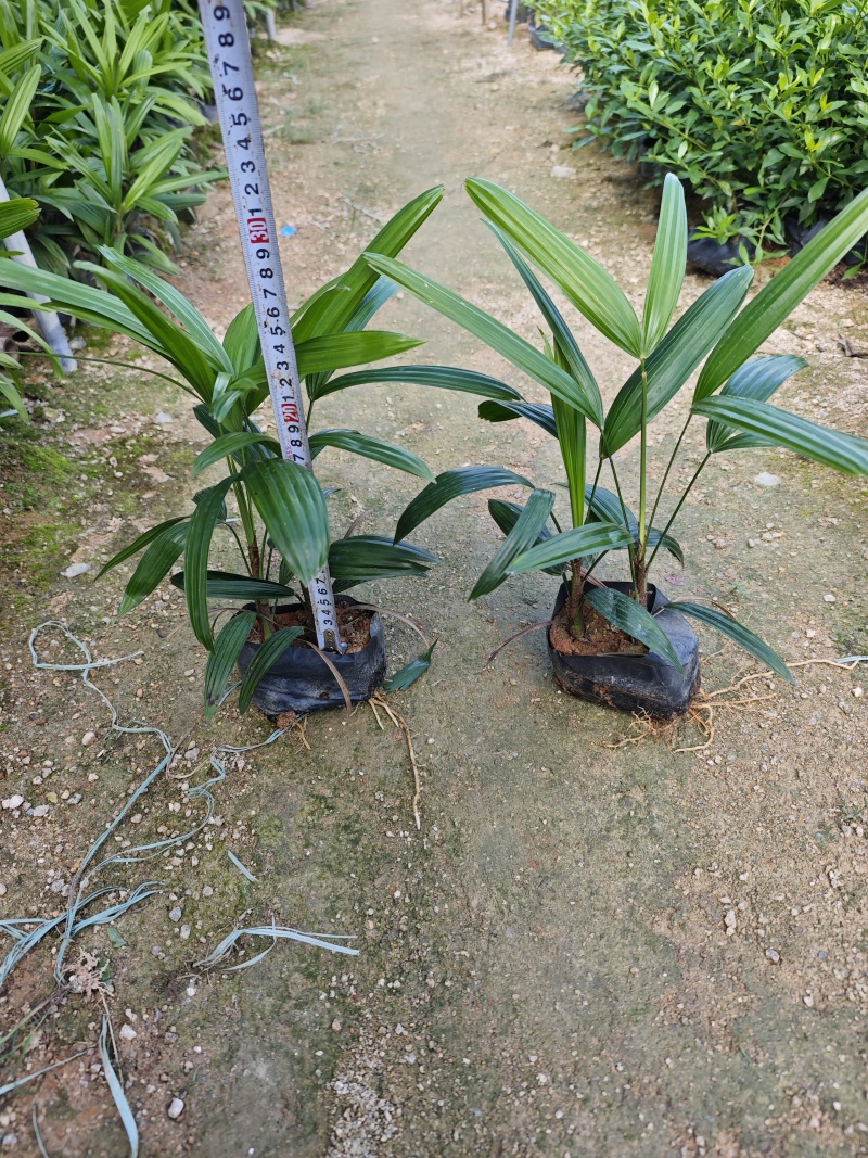 粽竹袋苗杯苗高度25到30厘米左右基地现货