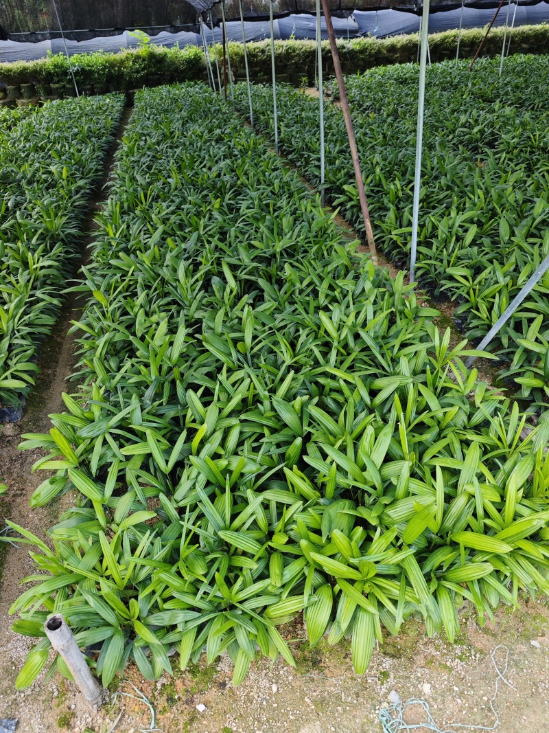 粽竹袋苗杯苗高度25到30厘米左右基地现货
