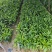 粽竹袋苗杯苗高度25到30厘米左右基地现货