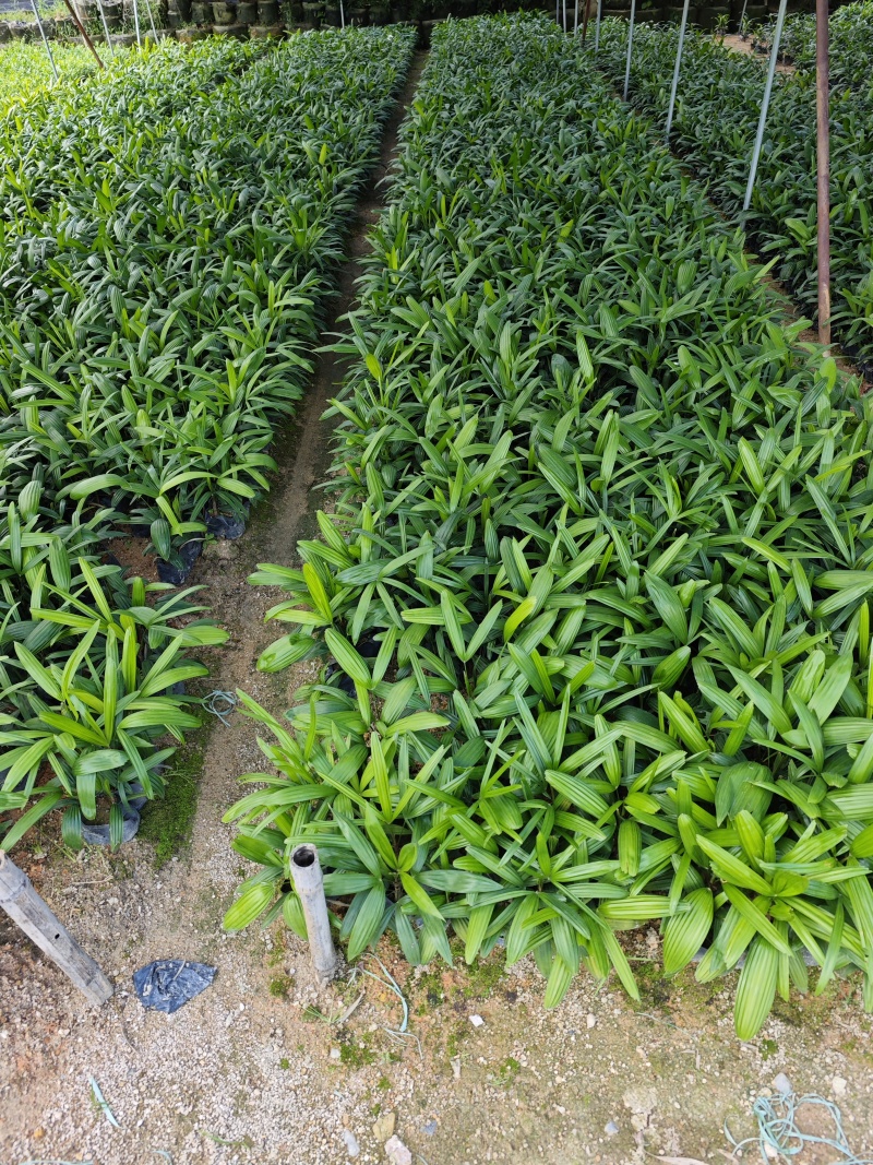 粽竹袋苗杯苗高度25到30厘米左右基地现货