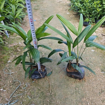 粽竹袋苗杯苗高度25到30厘米左右基地现货